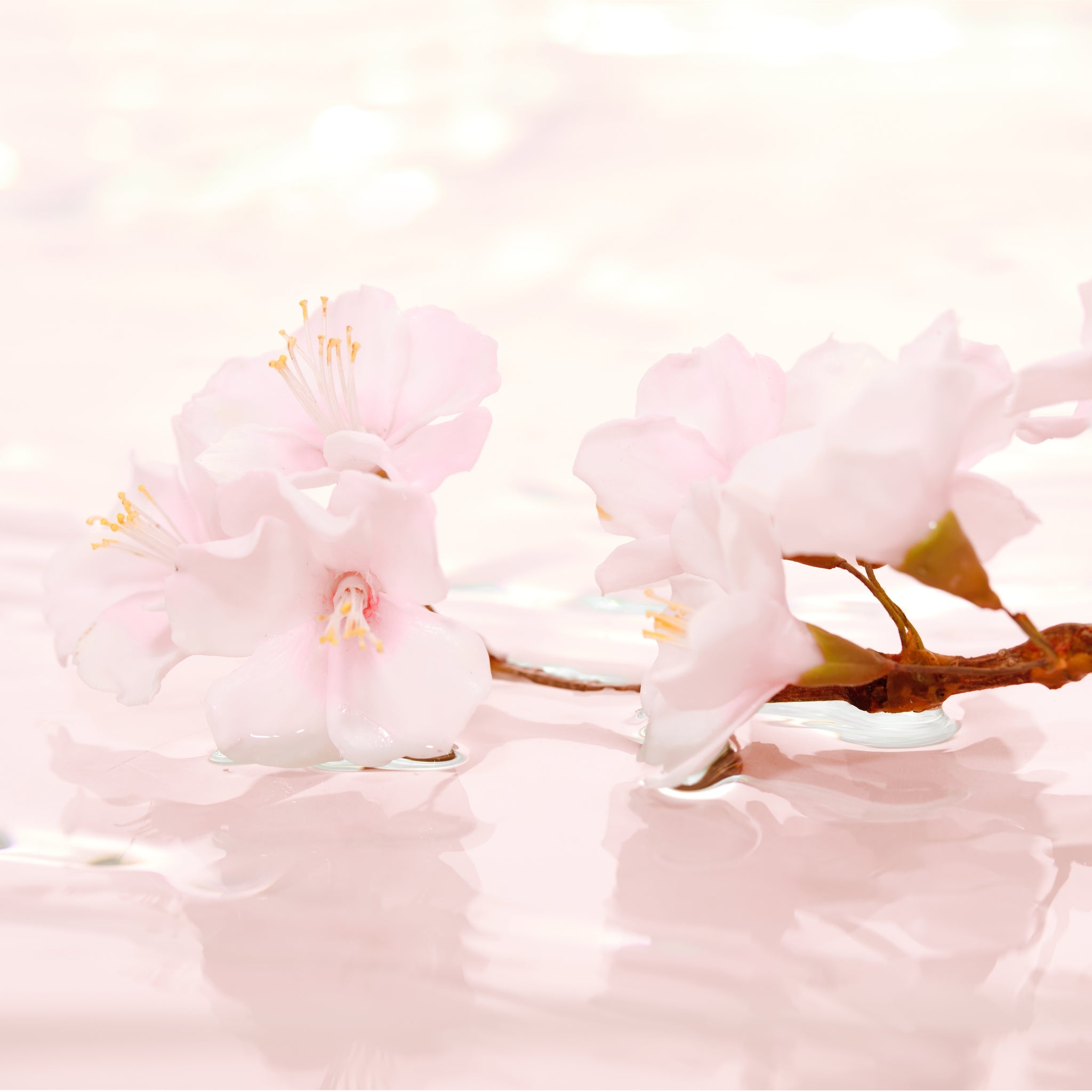 Cherry Blossom, Eau de Parfüm, 100 ml.