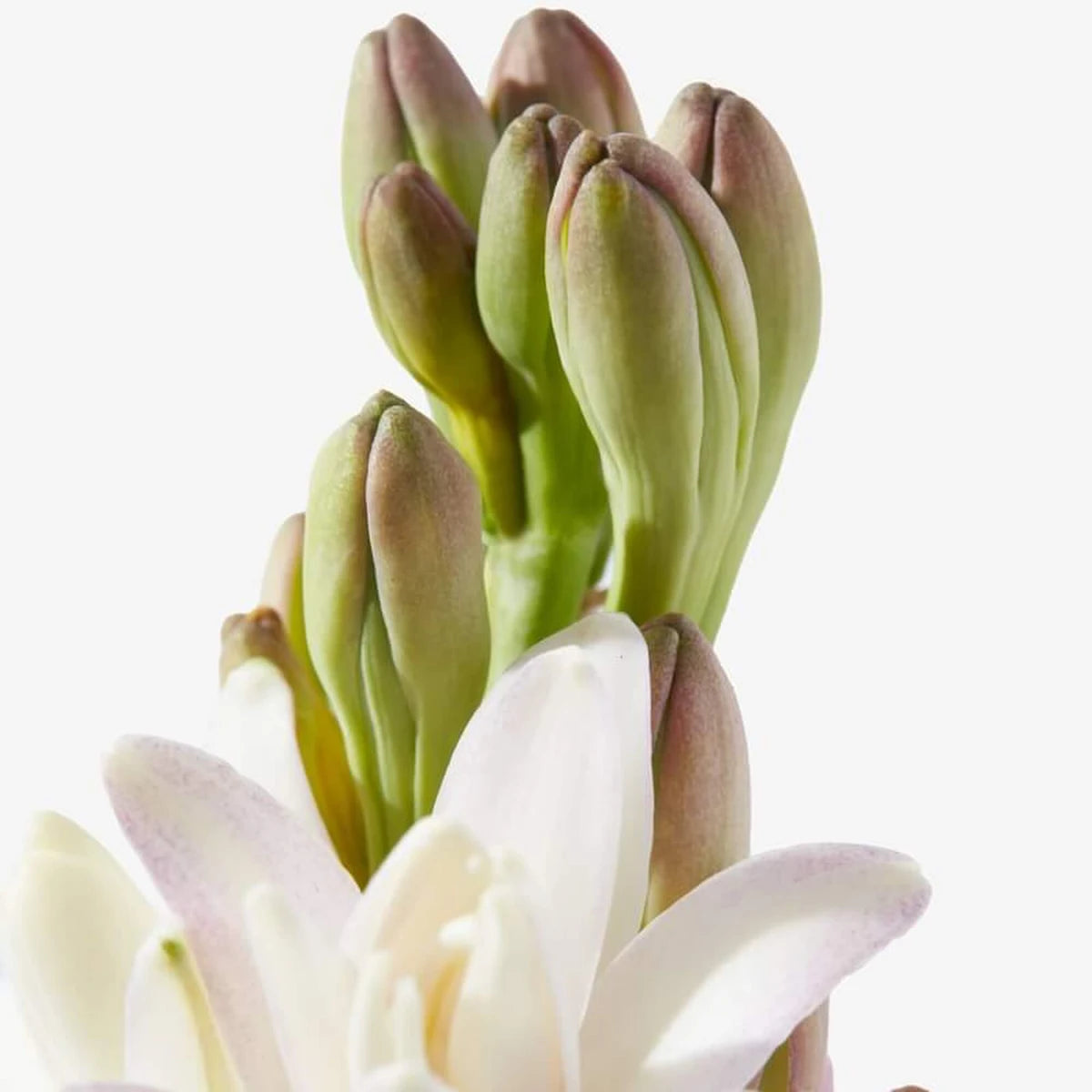Tuberose In Silk, Eau de Parfüm, 10 ml.
