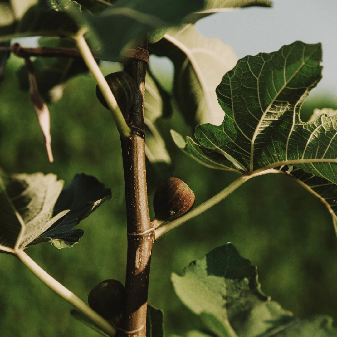Mulberry Fig, Eau de Parfüm, 50 ml.